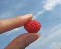 Fingers hold raspberry against blue sky