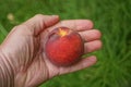 Fingers hold ripe one red fresh peach Royalty Free Stock Photo