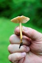 Fingers holding fresh harvested mushroom in spring , image