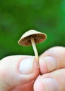 Fingers holding fresh harvested mushroom in spring , image