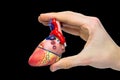 Fingers holding model human heart on black background Royalty Free Stock Photo