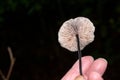 The fingers of a mushroom collector holding mycetinis scorodonius