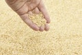 Brown long-grain rice