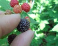 Fingers pluck a ripe black blackberry Royalty Free Stock Photo
