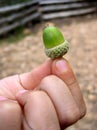 Fingers of small boy holding green acorn