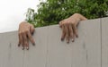 Fingers young woman behind wall Royalty Free Stock Photo