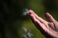 Fingertips release milk weed seeds to the wind Royalty Free Stock Photo