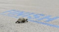 Finish concept with turtle and finish line Royalty Free Stock Photo