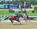 Winning Racehorse at Belmont Park Royalty Free Stock Photo