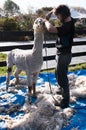 The finished Alpaca getting some final touch ups