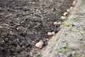 Finished process of planting potato field in the vegetable gard Royalty Free Stock Photo