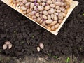 Finished process of planting potato field in the vegetable gard Royalty Free Stock Photo