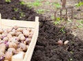 Finished process of planting potato field in the vegetable gard Royalty Free Stock Photo