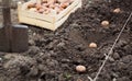 Finished process of planting potato field in the vegetable gard Royalty Free Stock Photo