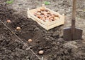 Finished process of planting potato field in the vegetable gard Royalty Free Stock Photo