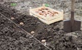 Finished process of planting potato field in the vegetable gard Royalty Free Stock Photo