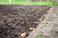 Finished process of planting potato field in the vegetable gard Royalty Free Stock Photo