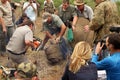 Finishing dehorning of large rhino after been darted