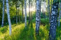 Finnish Birch Forest