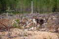 Finland. Deer with a GPS-collar. GPS beacon is used for deer registration and location information.