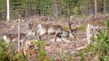 Finland. Deer with a GPS-collar. GPS beacon is used for deer registration and location information.