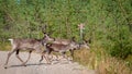 Finland. Deer with a GPS-collar. GPS beacon is used for deer registration and location information.