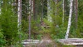 Finland. Deer with a GPS-collar. GPS beacon is used for deer registration and location information.