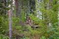 Finland. Deer with a GPS-collar. GPS beacon is used for deer registration and location information.