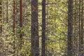 Finland forest detail at Pieni Karhunkierros trail. Autumn season. Royalty Free Stock Photo