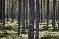 Finland forest detail at Pieni Karhunkierros trail. Autumn season Royalty Free Stock Photo