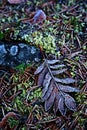 Finland: Frosty leaves in autumn Royalty Free Stock Photo