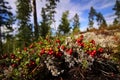 Finland: Fruits of autumn Royalty Free Stock Photo