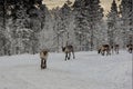 Herd of Reindeer out in the wild Forrest Royalty Free Stock Photo