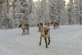 Herd of Reindeer out in the wild Forrest Royalty Free Stock Photo
