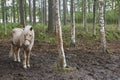 Finland landscape with forest and horse. Nature background.