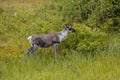 Young reindeer in the forest eating of a bush Royalty Free Stock Photo