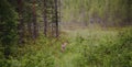 Really young reindeer walking in the forest on misty day Royalty Free Stock Photo