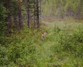 Really young reindeer walking in the forest on misty day Royalty Free Stock Photo