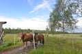 Finland ranch pony natural landscape