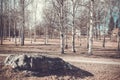 Finland. Vintage spring landscape with birch and stone.