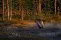 Finland wildlife. Common Crane, Grus grus, pair big bird in the nature habitat, Kuhmo, Finland. Wildlife scene from Europe. Grey Royalty Free Stock Photo
