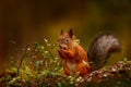 Finland wildlife. Cute red squirrel with long pointed ears eats a nut in autumn orange scene with nice deciduous forest in the