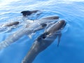 Finned pilot whales at the surface of the sea