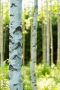 Finnish birch forest