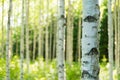 Finnish birch forest