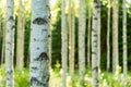 Finnish birch forest