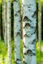 Finnish birch forest