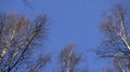 Treetop Birch forest towards sky