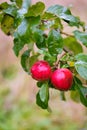 Finnish domestic apples Royalty Free Stock Photo