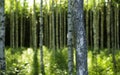 Finnish forest